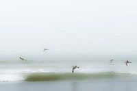 Birds above the beach