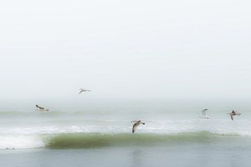 Vogels boven het strand