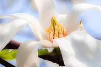 Magnolie