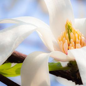 magnolia sur Corien van der Reest