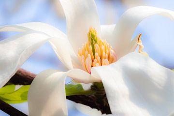 magnolia van Corien van der Reest