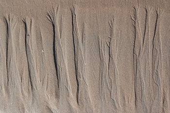 Pattern of trees in sand