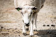 Weißes Schaf von Kashja Neels Miniaturansicht