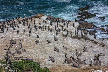 Pelikanen en zeeleeuwen op een rotsachtige kustlijn met de oceaan op de achtergrond van Mohamed Abdelrazek