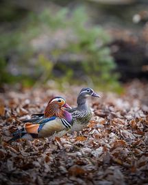 Mandarin ducks in the woods