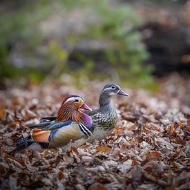 Mandarinenten im Wald von Tom Zwerver