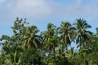 Palms in rainforest Costa Rica