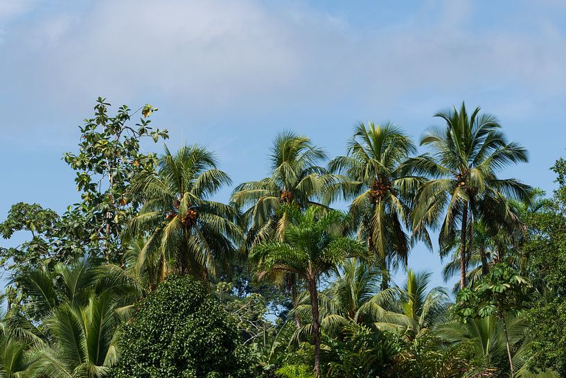 Palms in rainforest Costa Rica by Mirjam Welleweerd