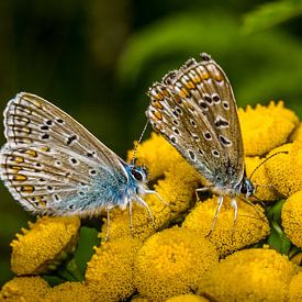 Couple de papillons sur une fleur sur Frank Ketelaar