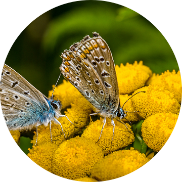 vlinderpaartje op bloem van Frank Ketelaar