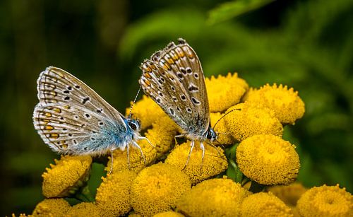 vlinderpaartje op bloem