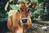 Village Cow