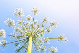 Riesenbärenklau 5 von 9 von Adelheid Smitt