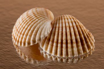 Together: two shells in warm colours