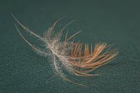 Details of a small feather in white and brown