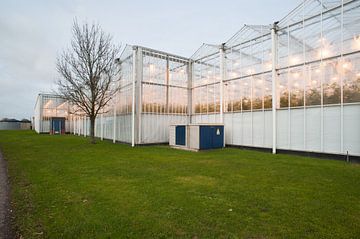 Glastuinbouw in het Westland, Glasshouse horticulture in the Westland area van Daan Overkleeft