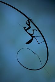 Gottesanbeterin (zen) von Kris Hermans