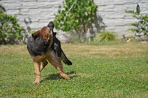 Chienne de berger (chiot) jouant avec l'eau du tuyau d'arrosage