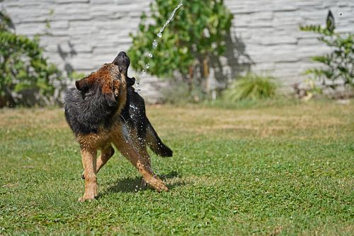 Schapenhond (puppy) speelt met water uit de tuinslang