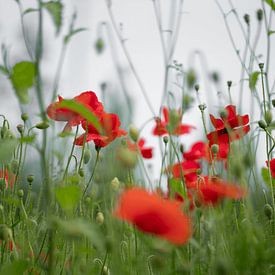 Mohnblume von Frank Lavooij