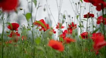 Poppy by Frank Lavooij