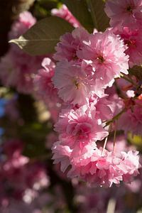 Rosa Blüten einer Zierkirsche im Frühling 3