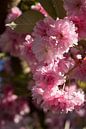 Roze bloesems van een sierkers in het voorjaar 3 van Adriana Müller thumbnail