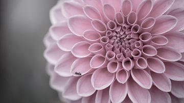 De kleine passant van Studio Woodlands and Wildflowers