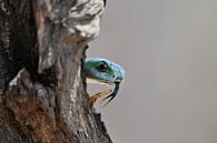 Green Boomslang on a tree by Robert Styppa thumbnail
