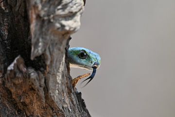 Green Boomslang on a tree by Robert Styppa