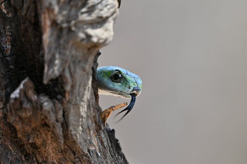 Groene Boomslang op een boom