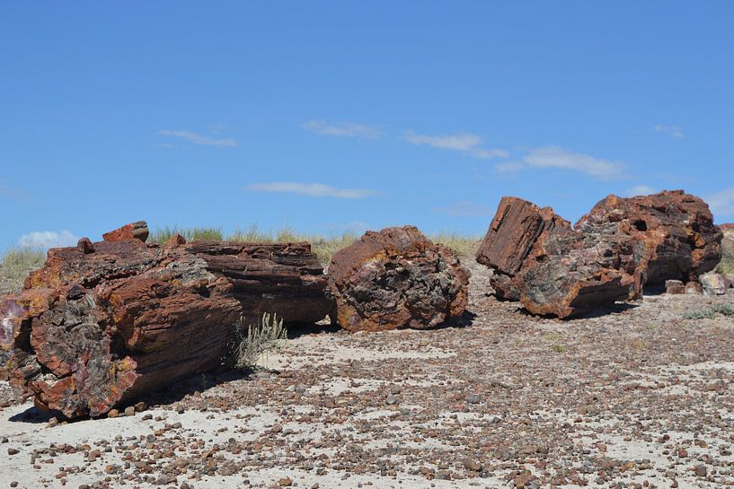 Petrified trees in Petrified Forest by Bernard van Zwol