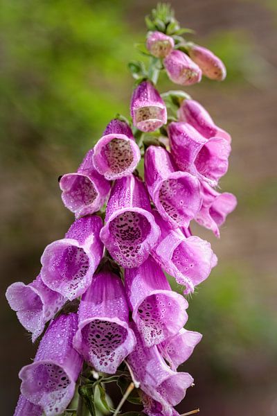 Foxglove by Rob Boon