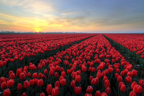 Sunrise over red tulips
