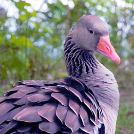 Die Gans von Peter Norden