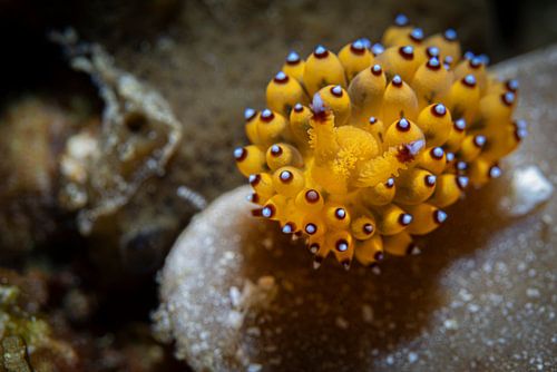 Sea snail @ Komodo, Indonesia