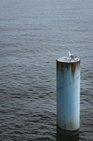 Eenzame zeemeeuw in het midden van de zee