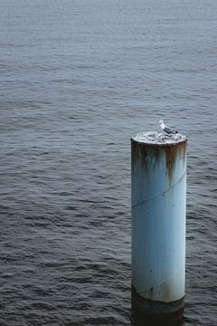 Mouette solitaire au milieu de la mer