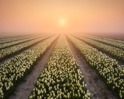 Mistige zonsopkomst boven de tulpen