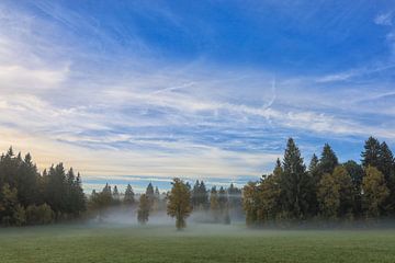 Matin d'automne brumeux dans le Irndorfer Hardt - Parc naturel du Haut-Danube sur BlattArt - Christine Horn
