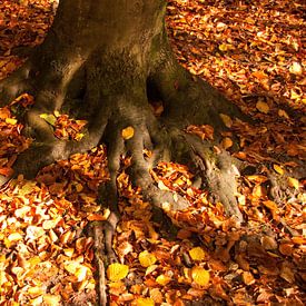 Herbstblätter von Ger Mestrum