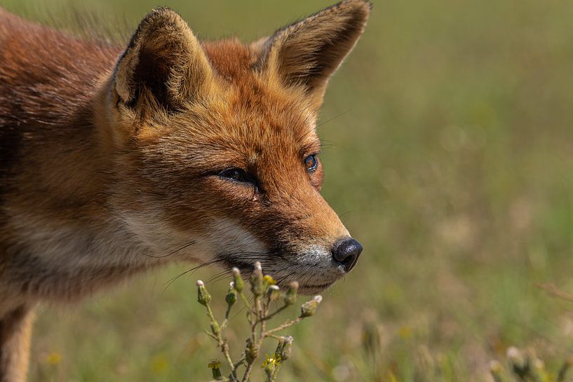 Head portrait of the fox by Joeri Imbos
