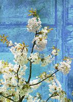Kirschblüten