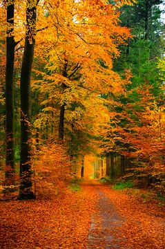 Pfad durch einen Buchenwald im Herbst von Sjoerd van der Wal