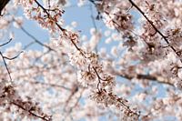 Japanese Cherry Blossom