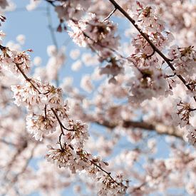 Japanische Kirschblüte von lisanne Vloet