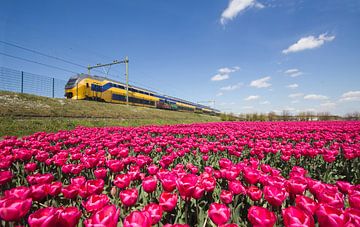 Train and flower fields in Holland