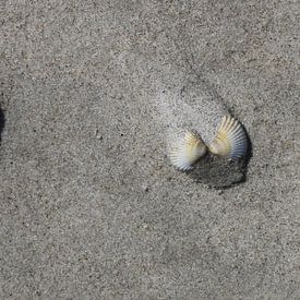 Muschel am Strand von Matthias Brix