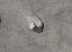 Coquillage sur la plage