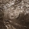 Waldweg in Sepia. von Jose Lok